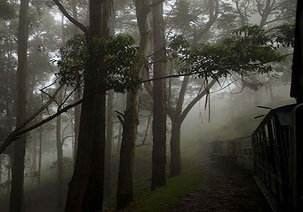 Ooty Masinagudi 3  day tour from Vellore